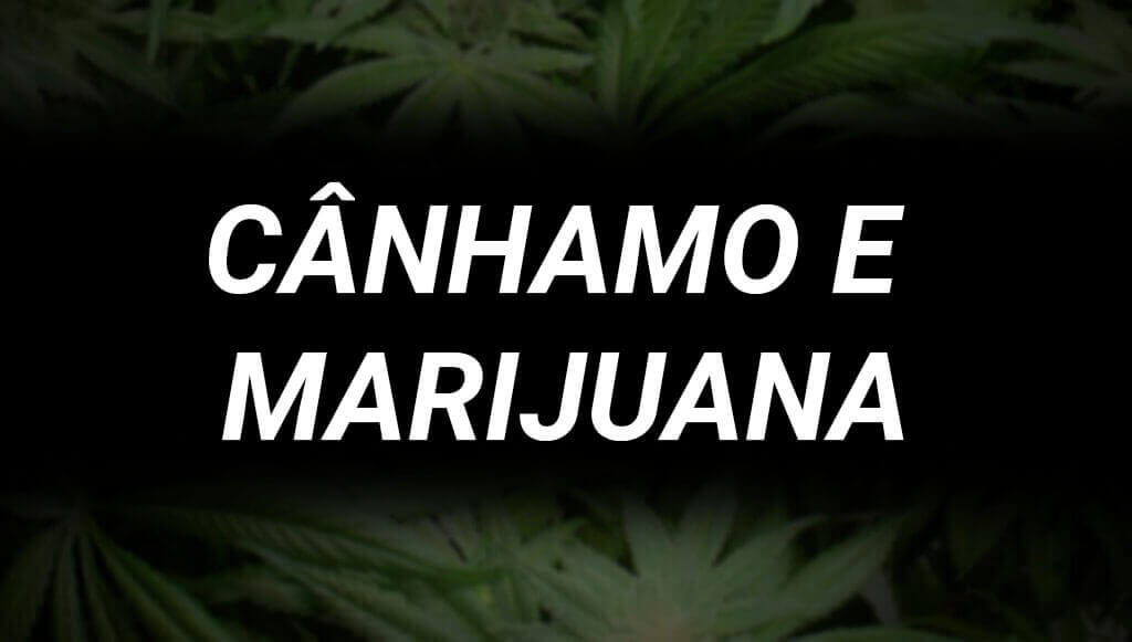 Cânhamo vs Marijuana