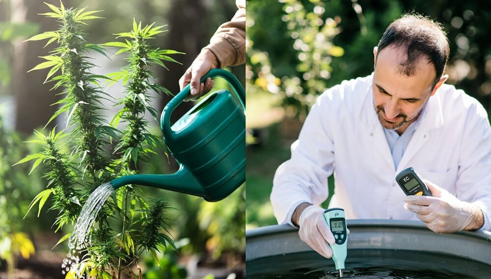 Jardinero midiendo el EC y el PH de un depósito de riego antes de regar la marihuana