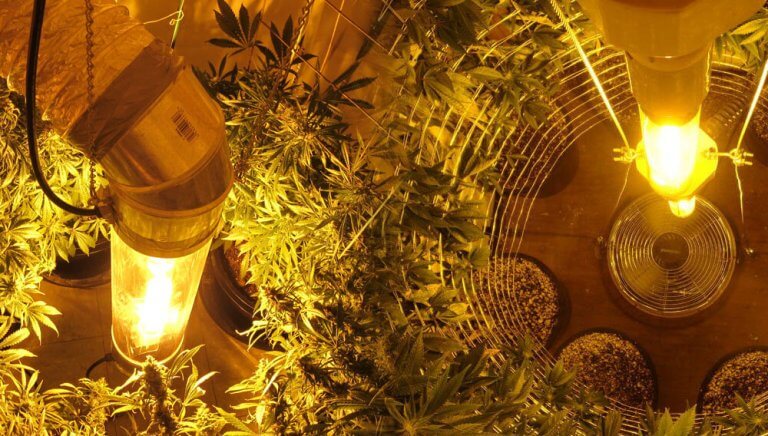 Cultivo vertical de marihuana