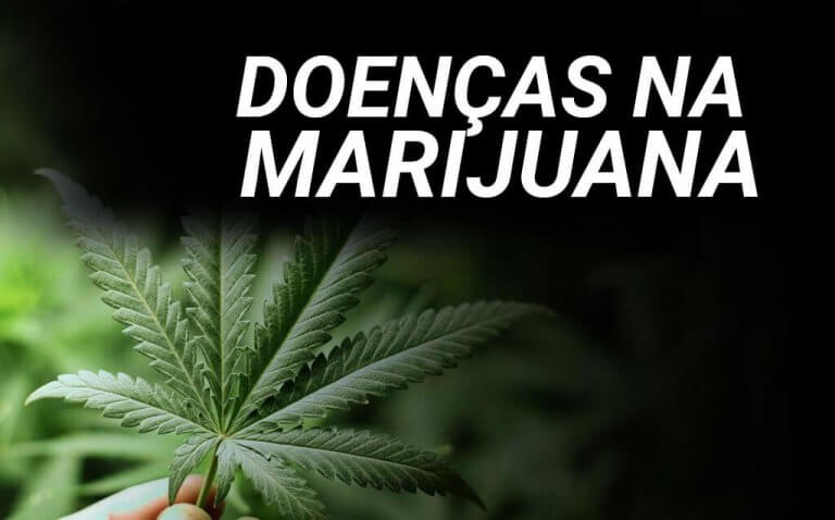 DOENÇAS NA MARIJUANA | CANNABIS