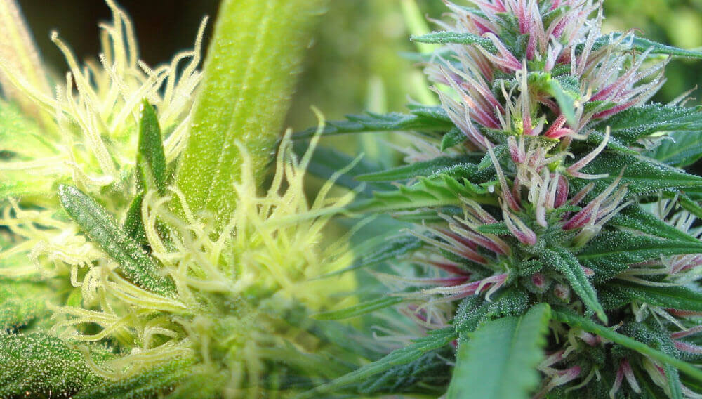 Flowering marijuana