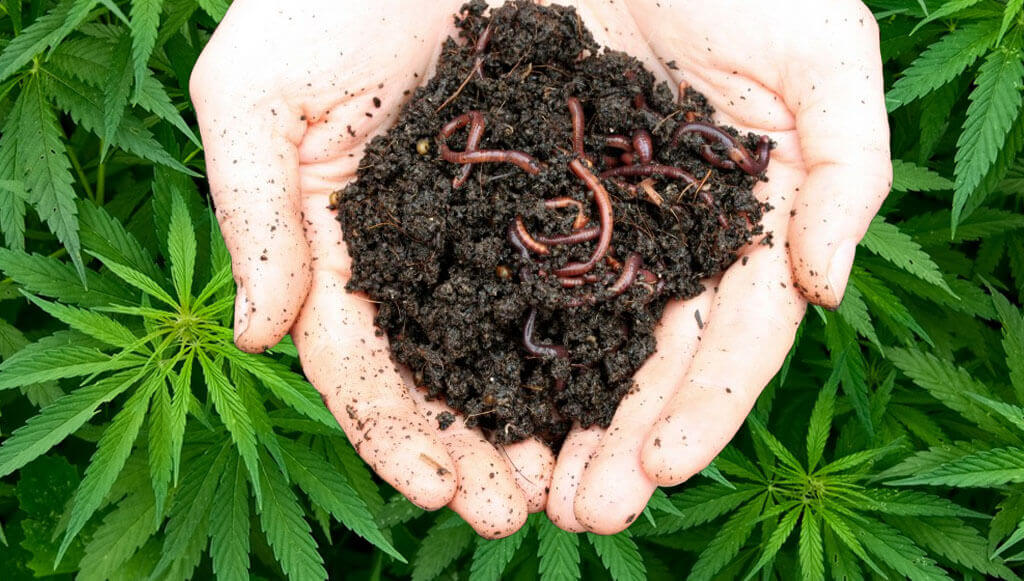 Exclusivo frijoles Hacia fuera Humus de lombriz en el sustrato del cannabis en etapa de crecimiento