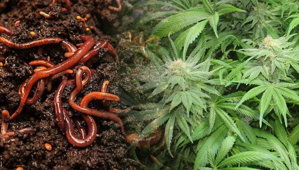 Worm and Marijuana