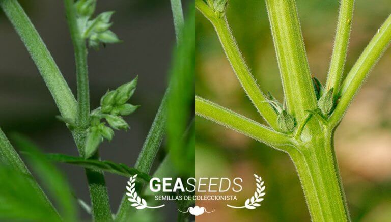 Marihuana macho y hembra