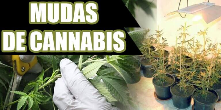 COMO FAZER MUDAS DE MARIJUANA 2