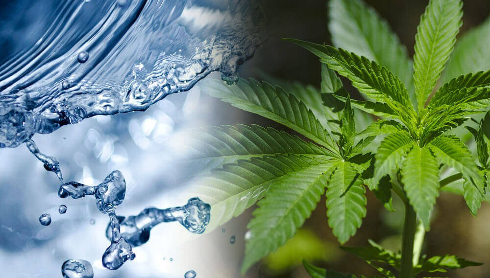 Irrigate Cannabis