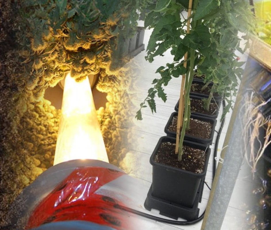 Sistemas de cultivo
