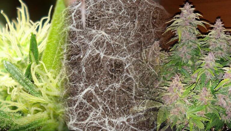 Tipos de fertilizante