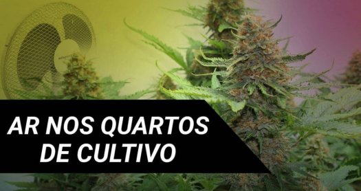 O AR NOS QUARTOS DE CULTIVO DE MARIJUANA