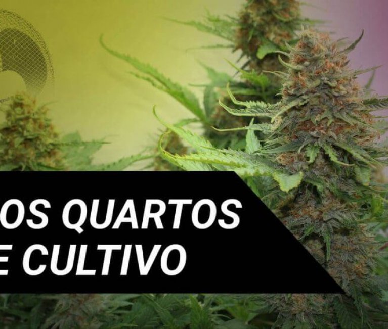 O AR NOS QUARTOS DE CULTIVO DE MARIJUANA