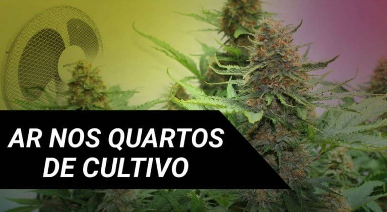 O AR NOS QUARTOS DE CULTIVO DE MARIJUANA
