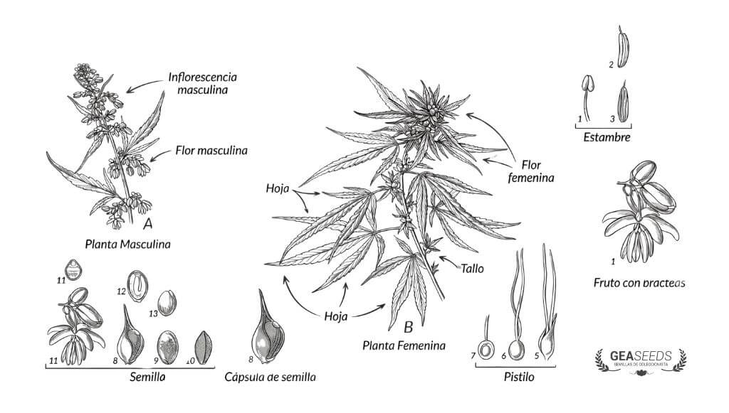 Esquema dibujado sobre las flores hembra y macho de la marihuana