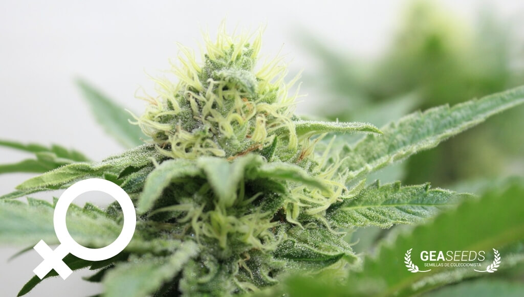 Flor hembra o cogollo de marihuana ampliado