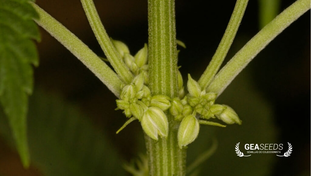 Flores macho de marihuana ampliadas