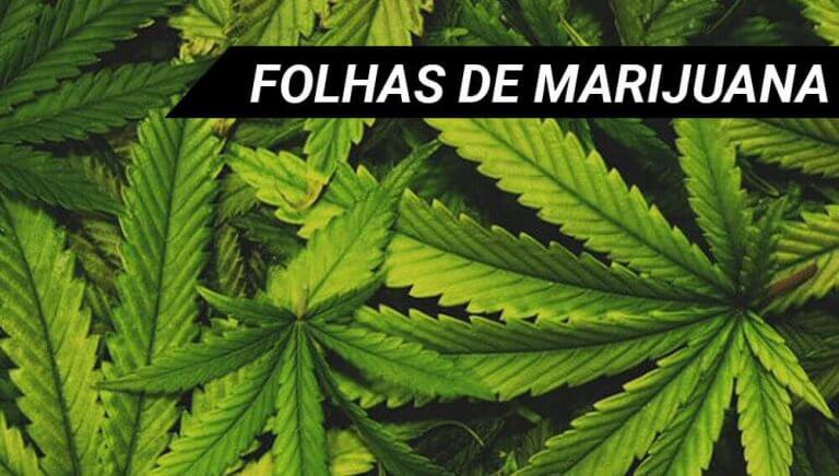 Folhas de Marijuana