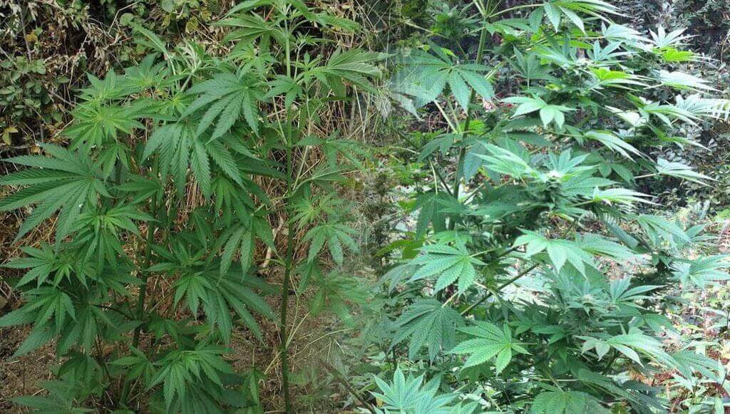 Collage con dos cultivos de cannabis de guerrilla