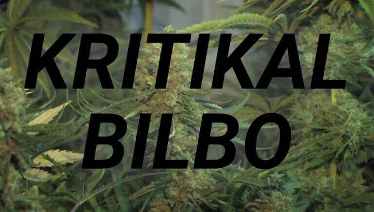 KRITIKAL BILBO – TUDO SOBRE ESTA SEMENTE
