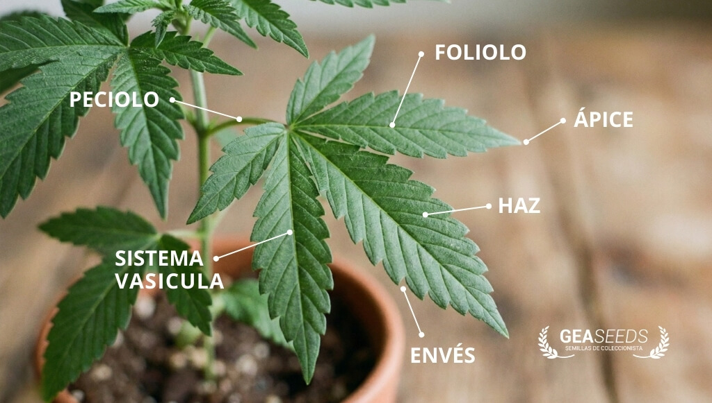 Hoja de marihuana con las partes señaladas