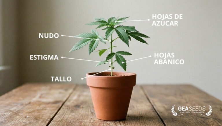 Planta de marihuana con el nombre de las diferentes partes