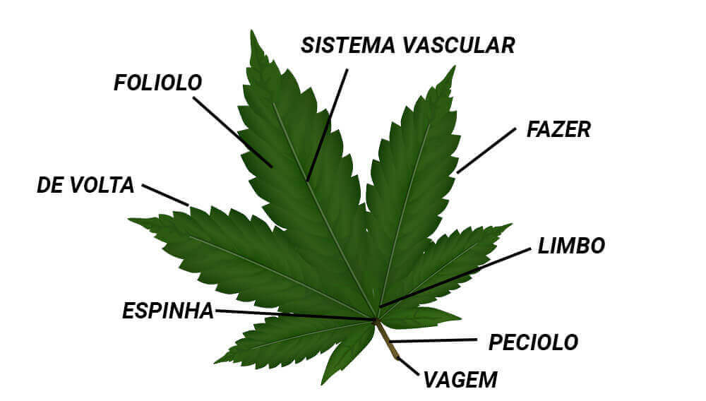 Partes da folha de marijuana