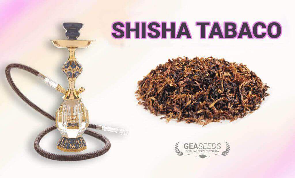 Shisha tabaco