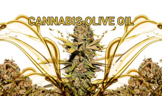 Cannabis Olive Oil