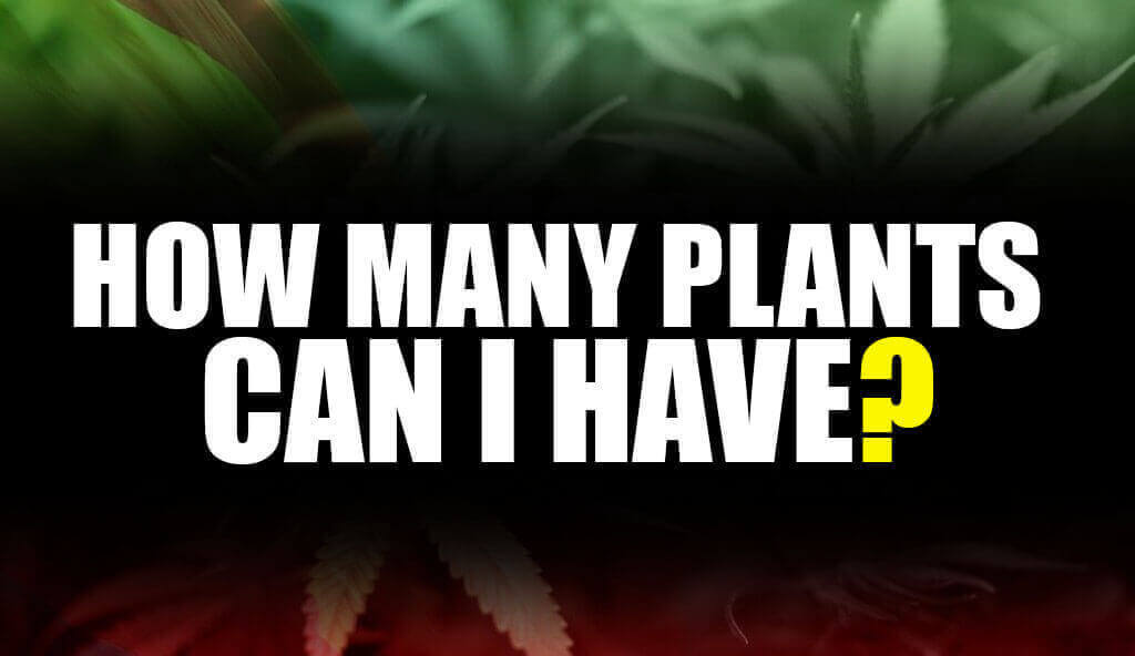 How many Marijuana Plants can i legally have?