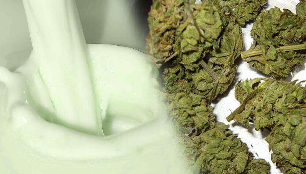 milk and buds