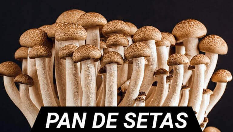Pan de setas