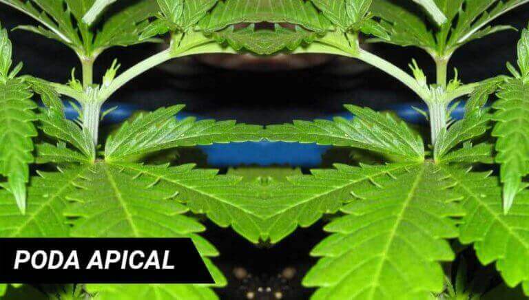 A PODA APICAL