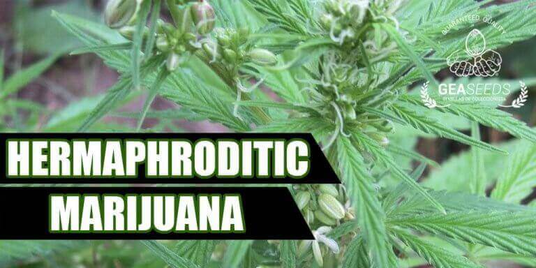 Hermaphroditic marijuana