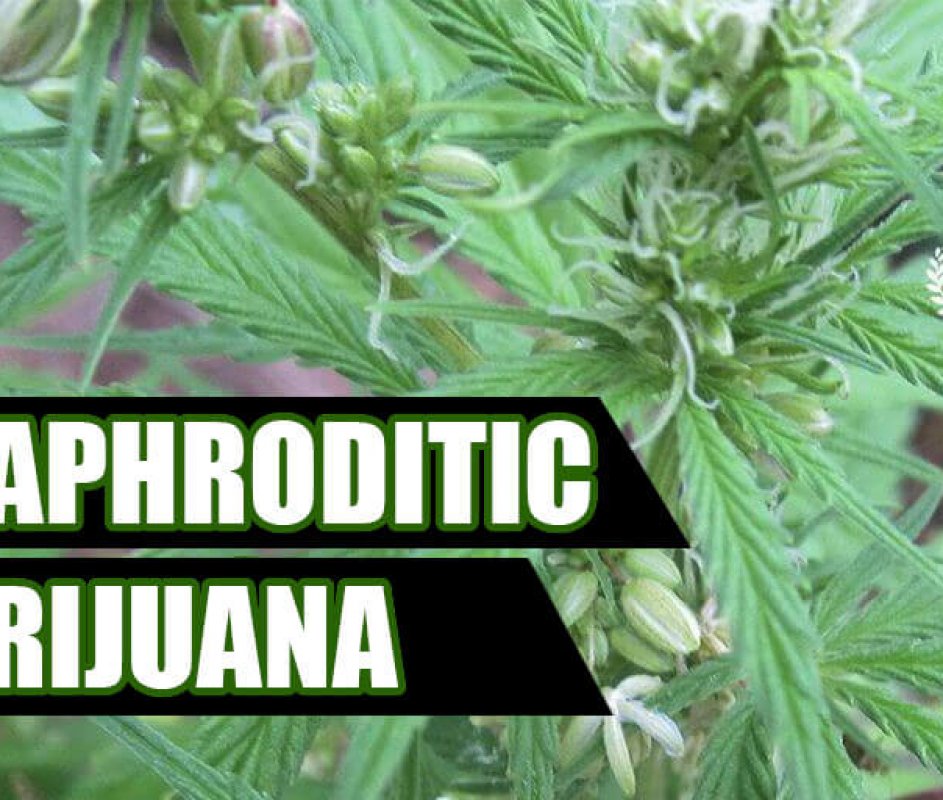 Hermaphroditic marijuana