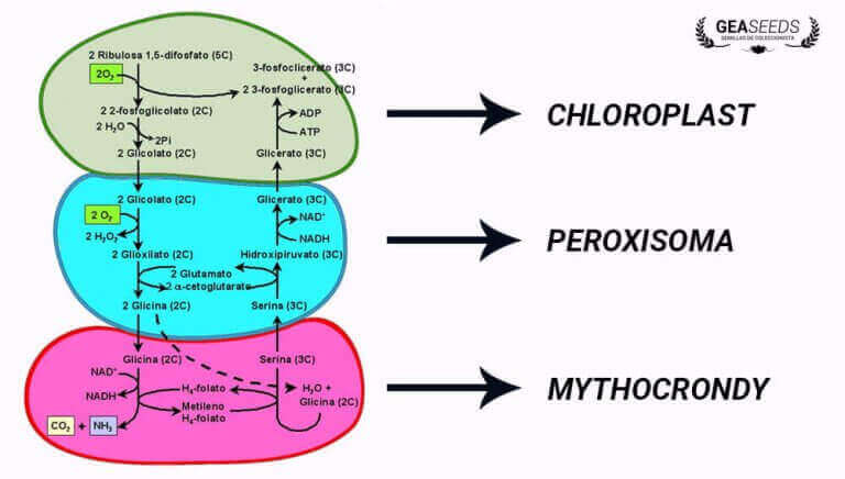 plant-photorespiration-stages