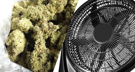 HOW TO DRY MARIJUANA BUDS – FAST AND EFFECTIVE