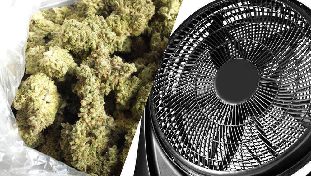 buds and fan