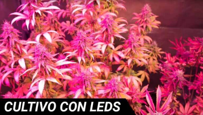 Cultivo con leds