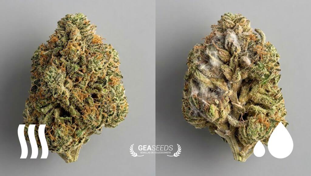 Cogollo secado muy rápido a la izquierda y otro lento con hongos a la derecha