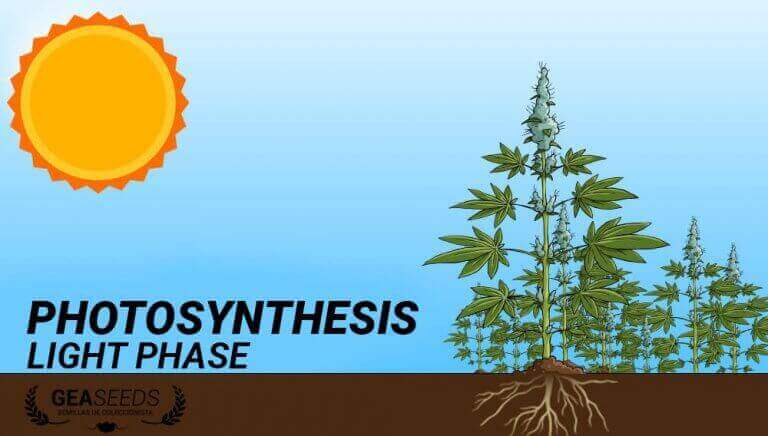 photosynthesis luminous phase