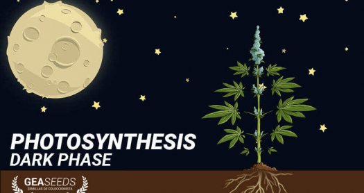 dark phase photosynthesis