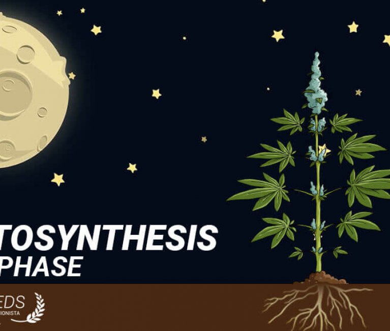 dark phase photosynthesis