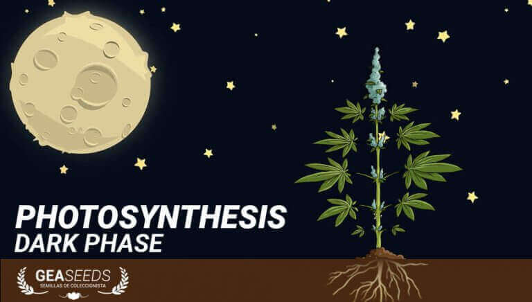 dark phase photosynthesis