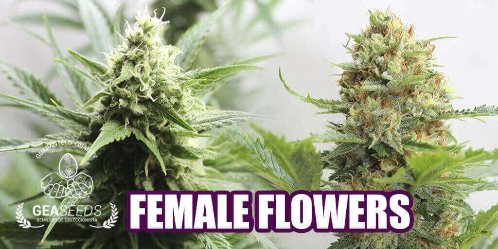 female flowers