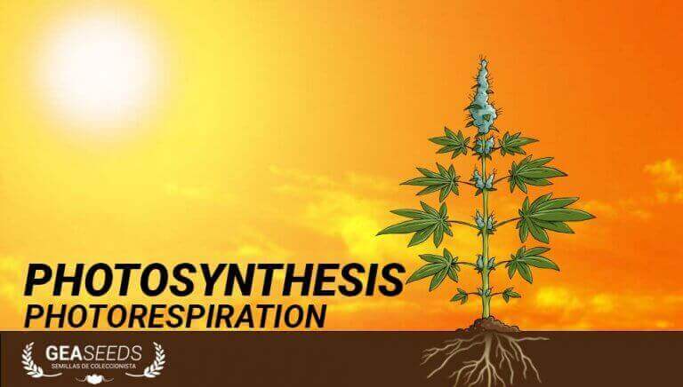 plant-photorespiration-stages