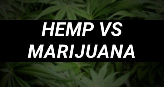 hemp marijuana