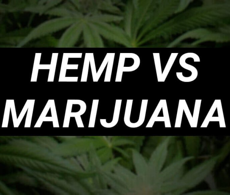 hemp marijuana