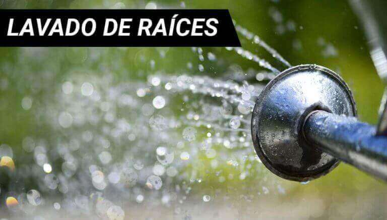 lavado de raíces