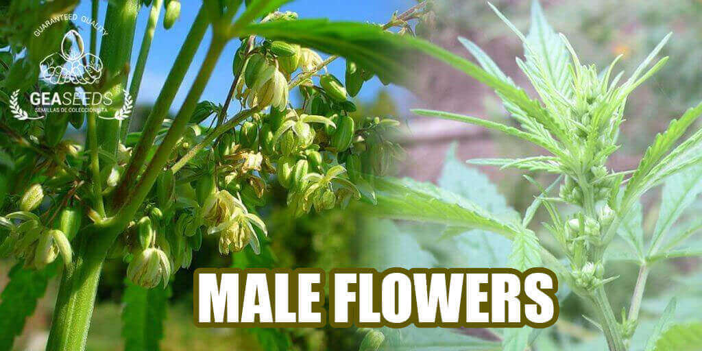 male flowers