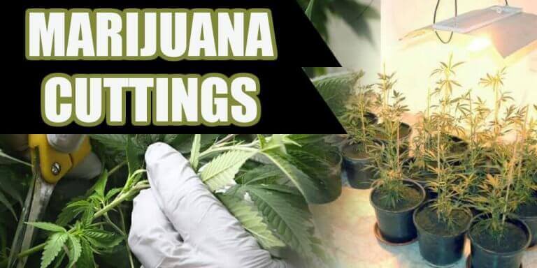 marijuana cuttings