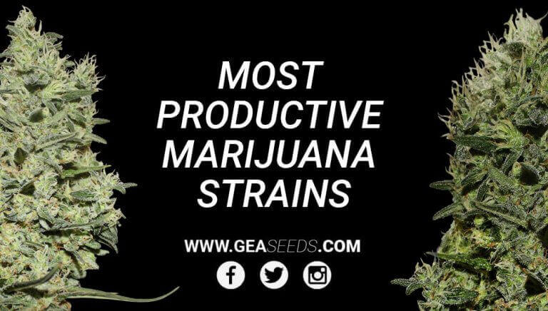 productive strains