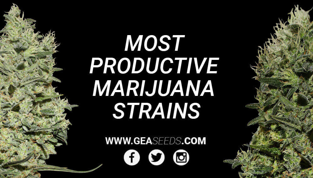 Most Productive Marijuana Strains